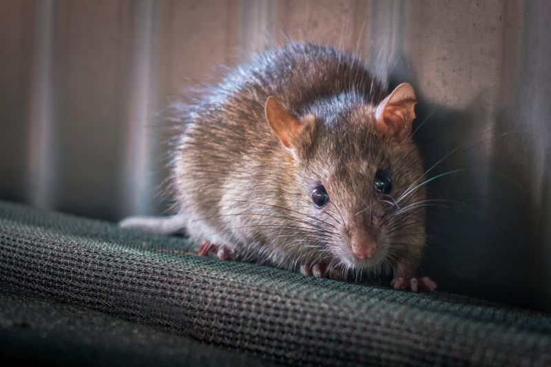 rodent abatement