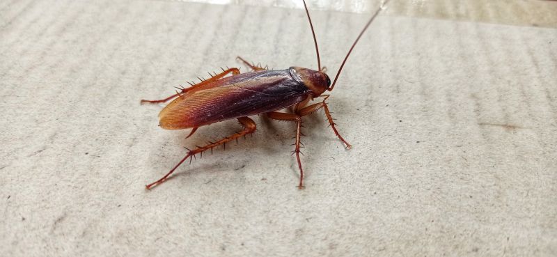 Cockroach Fumigation Service