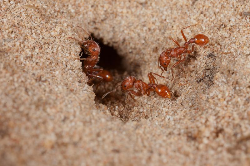 Red Ant Extermination