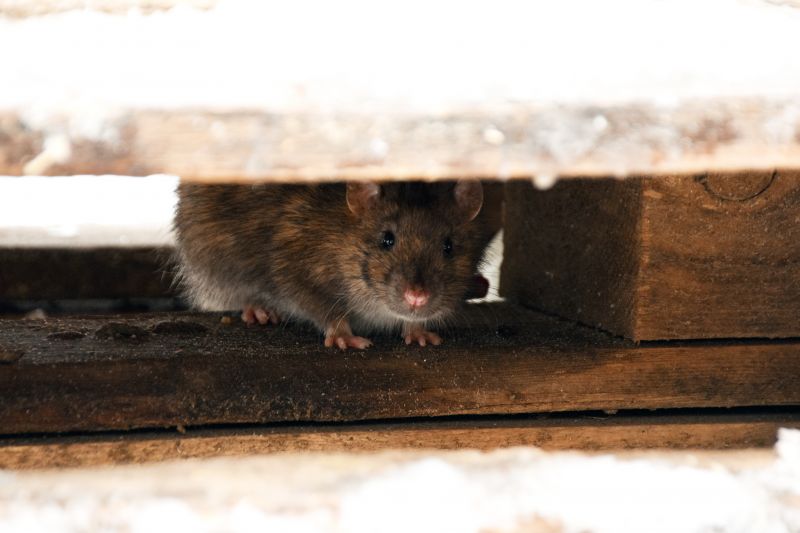 Rodent Abatement