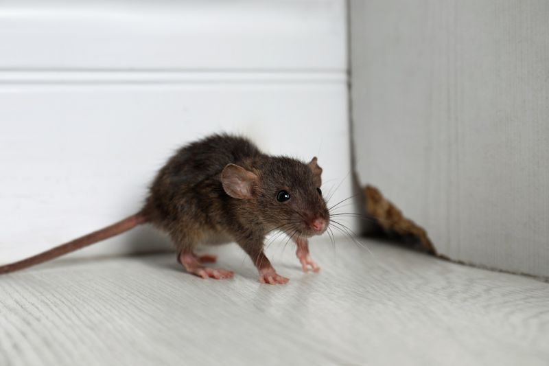 Rodent Control Solutions For Homes