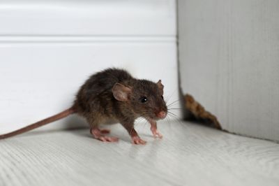 Rodent Signs in Home