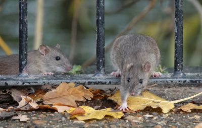 Rodent Abatement - Rodent Abatement Kansas City, Kansas